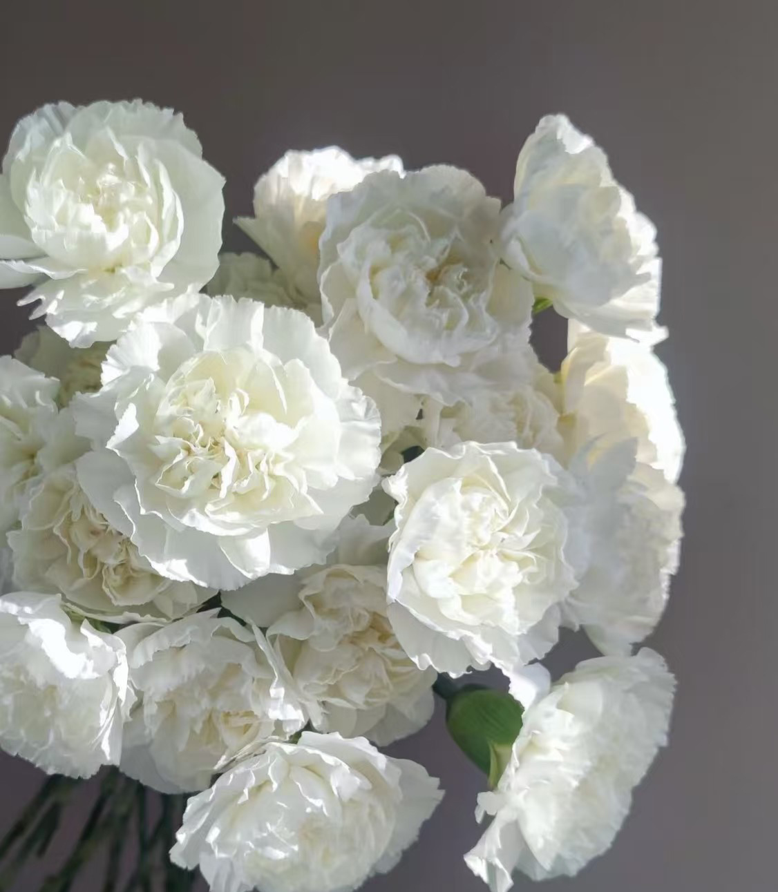 White Carnation