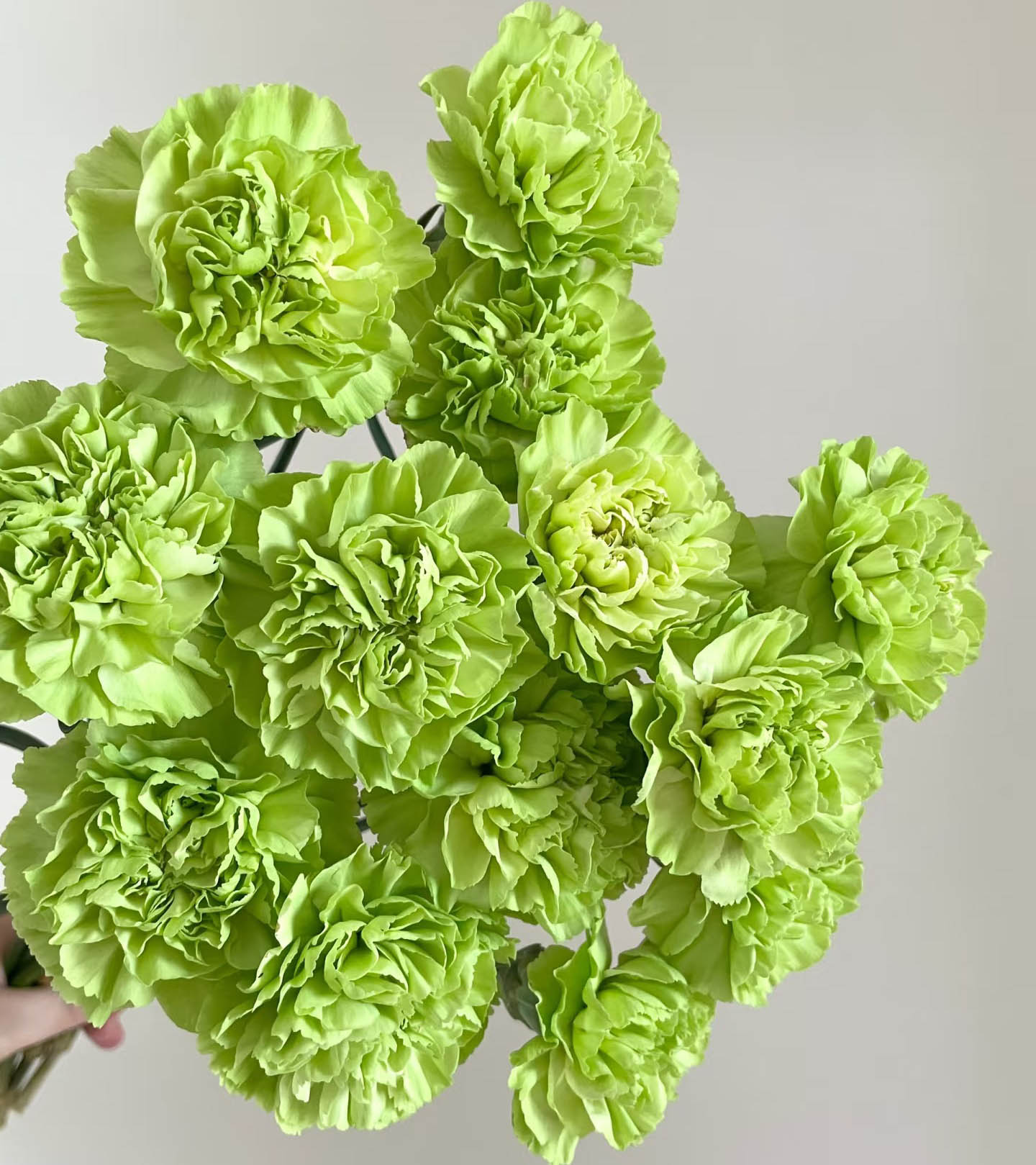 Green Carnation