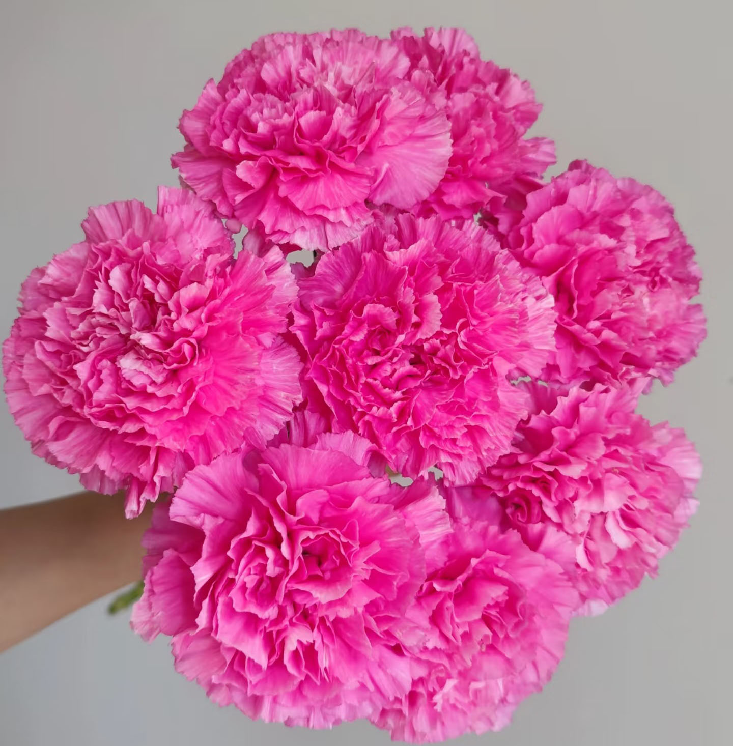 Little Peach Carnation