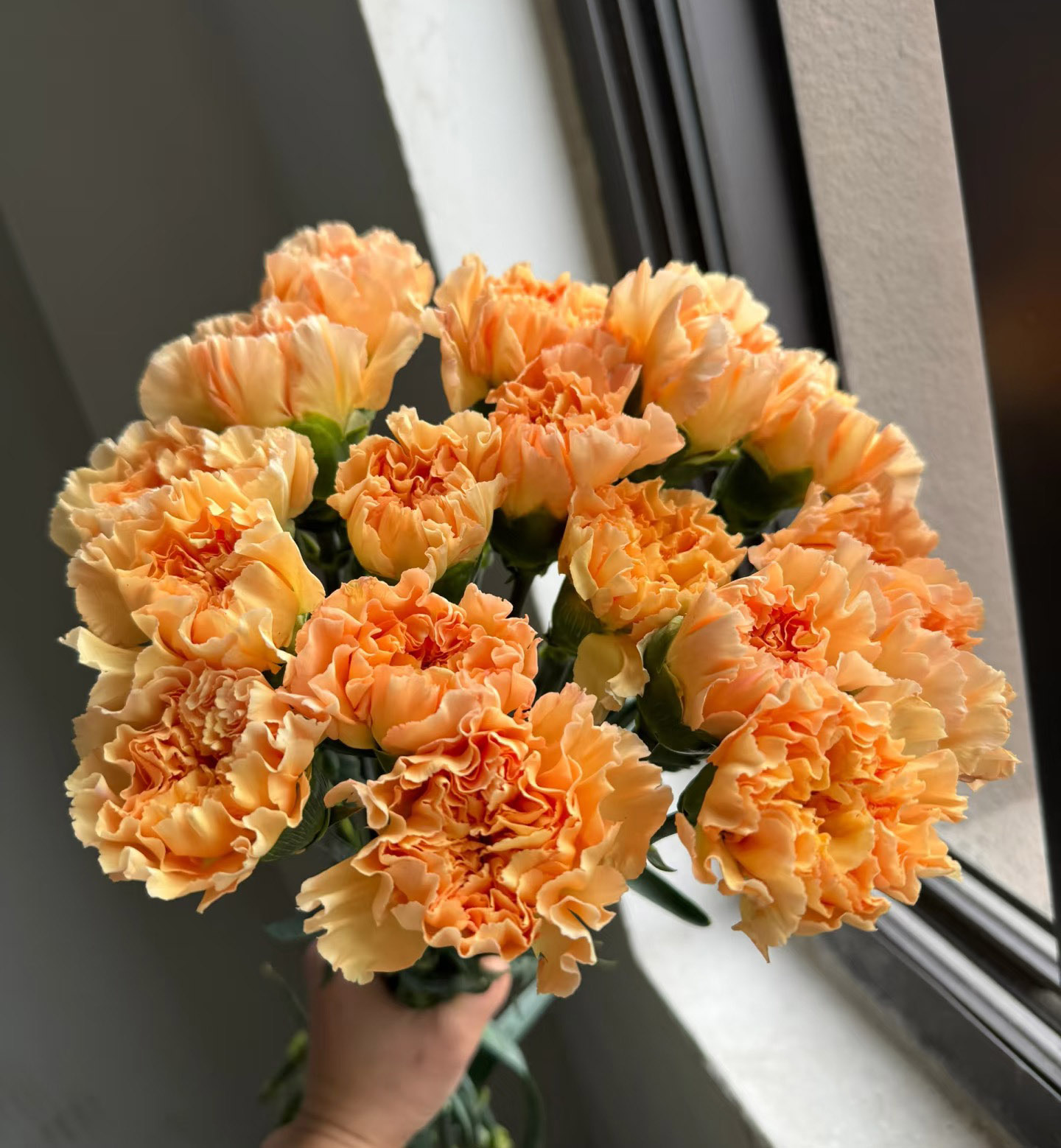 Orange Carnation