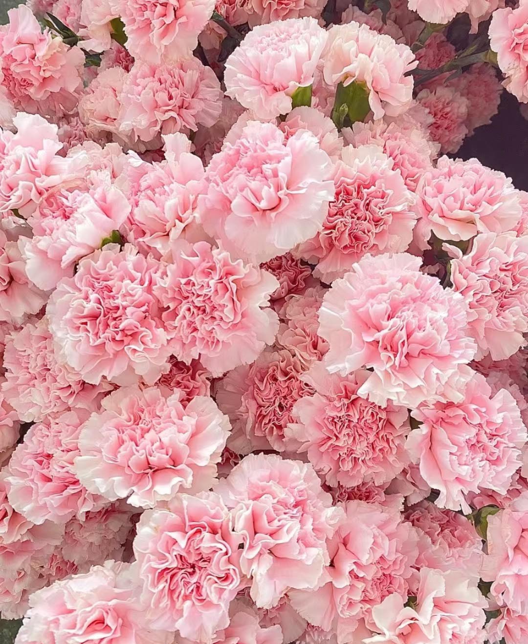 Pale Pink Carnation