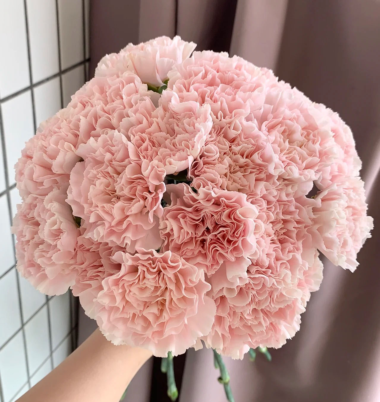 Pink Carnation