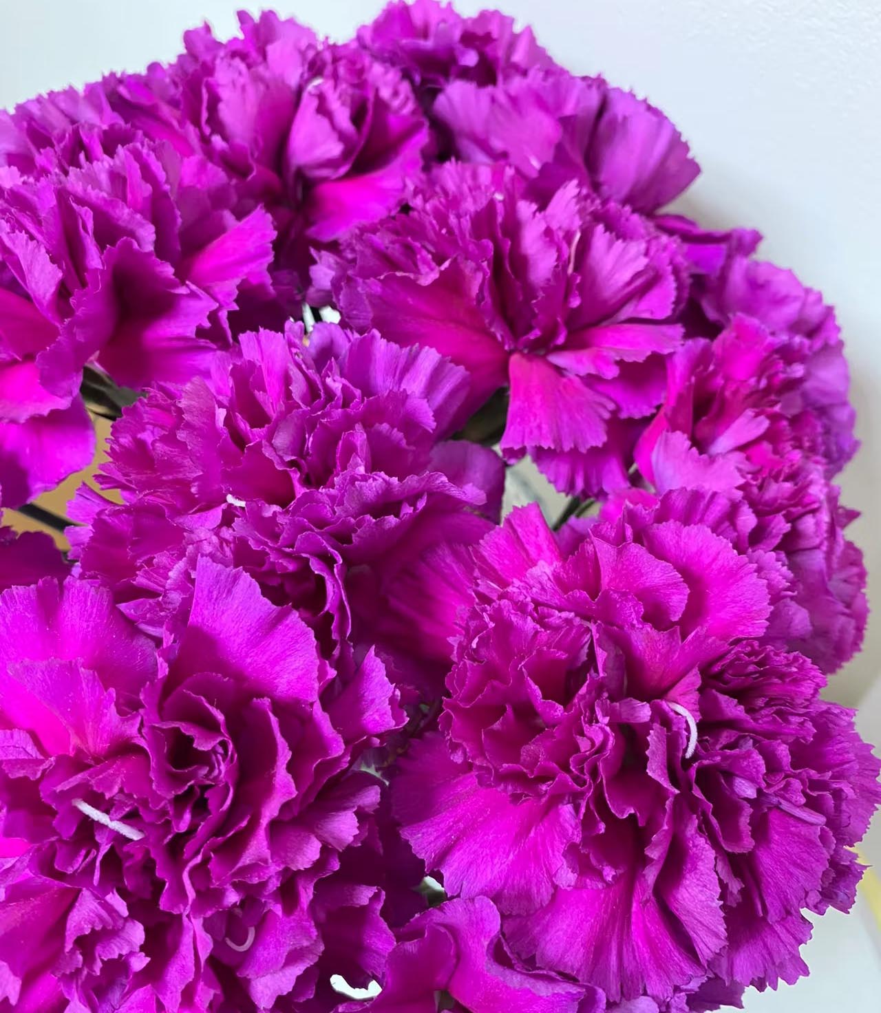 Purple Carnation