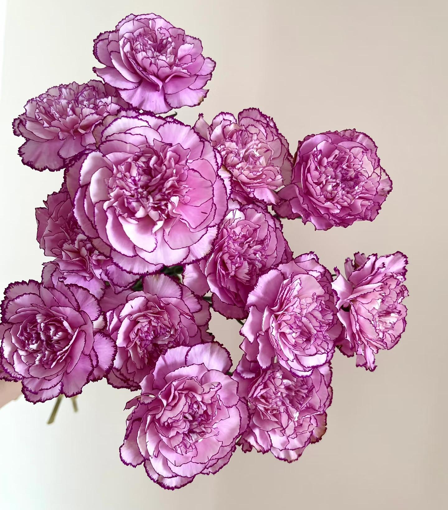 Purple Fairy Carnation