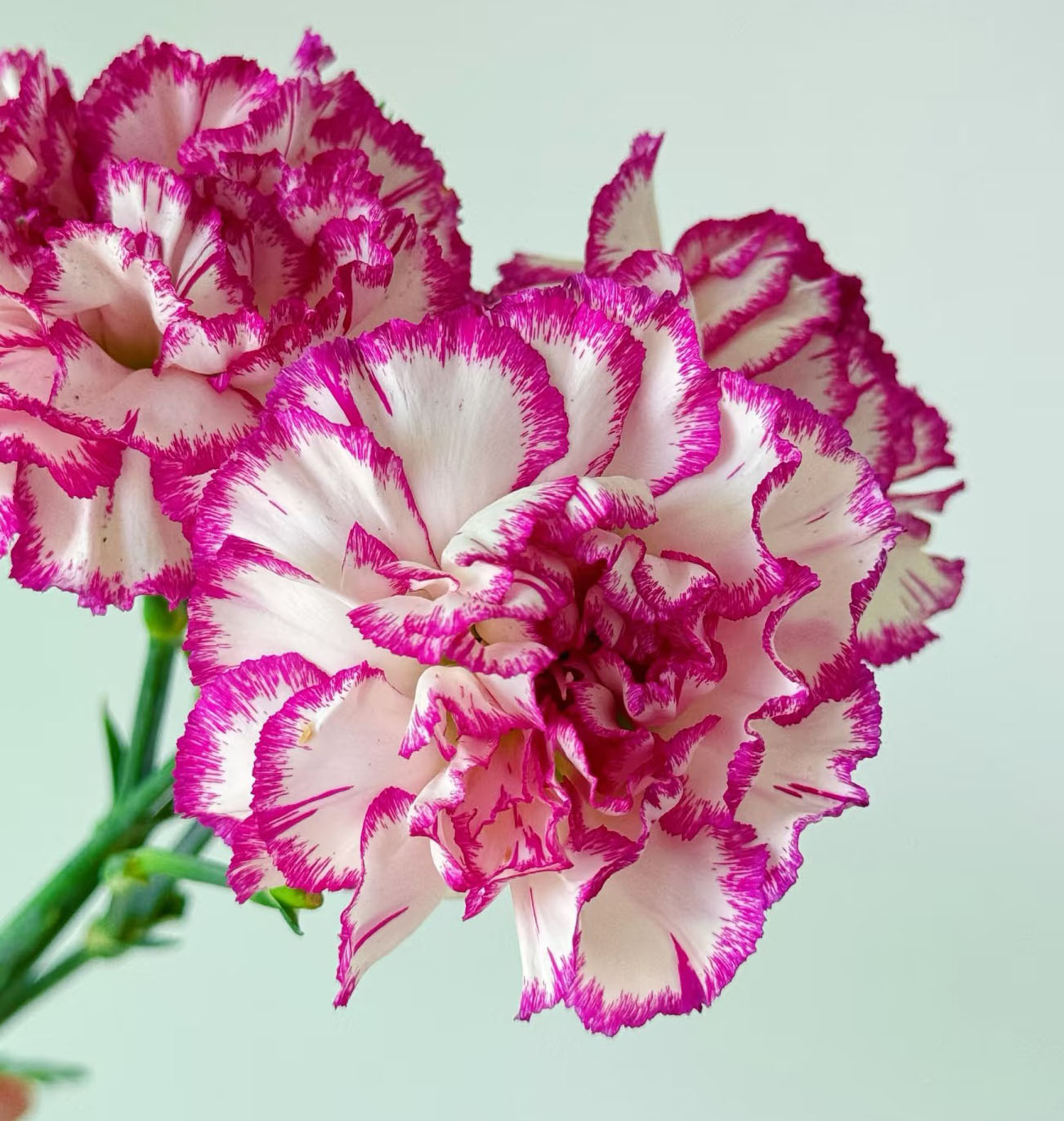 White Carnation with Purple Edges