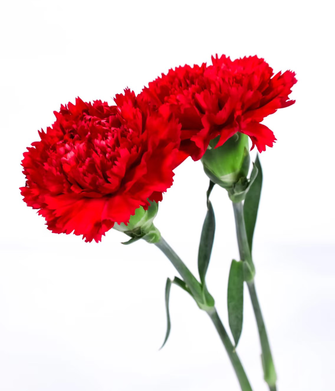 Red Carnation