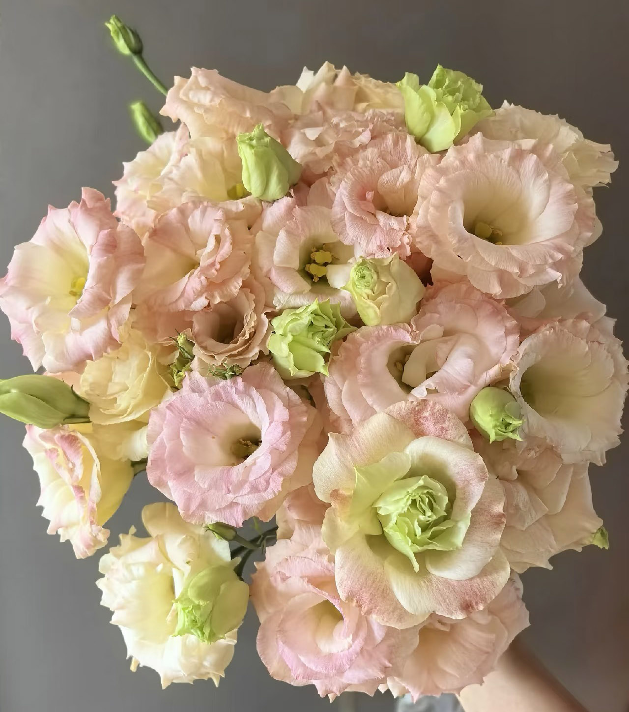 Champagne Eustoma