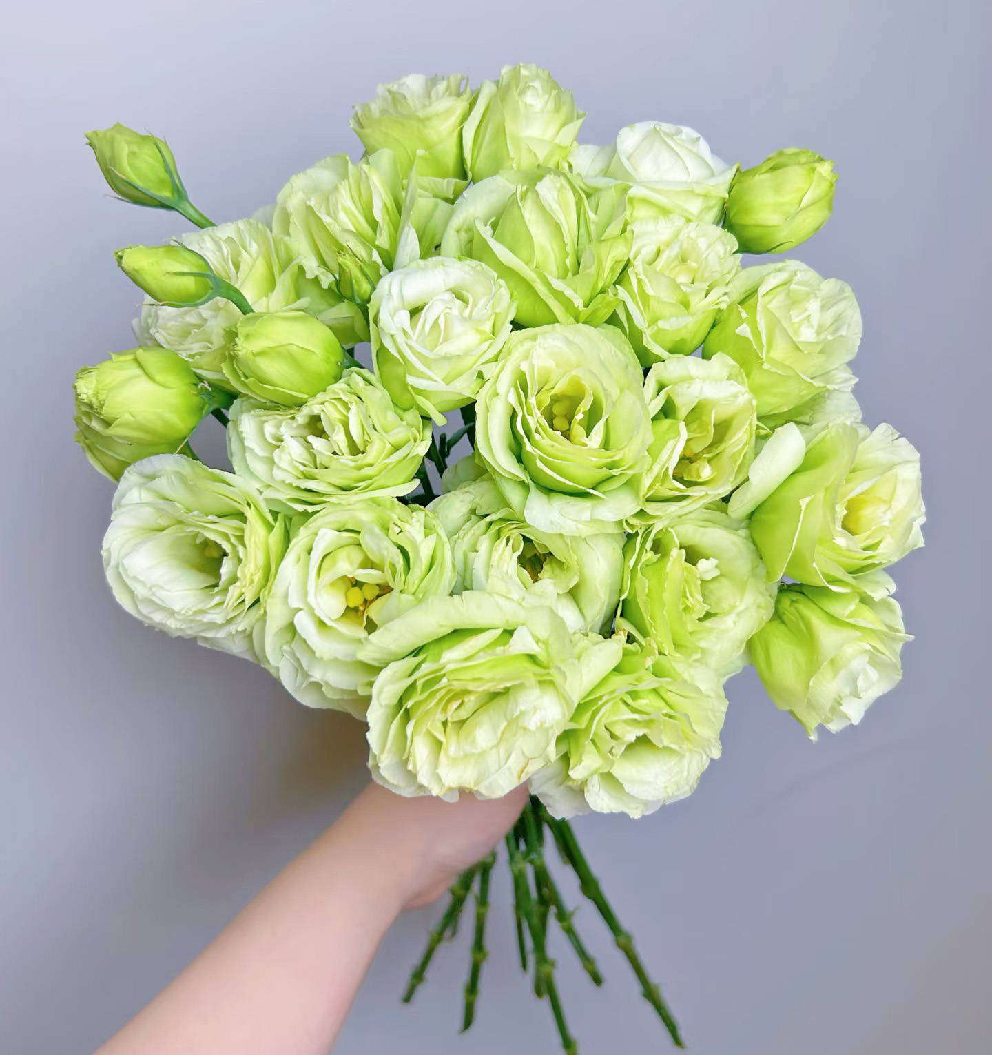 Green Eustoma