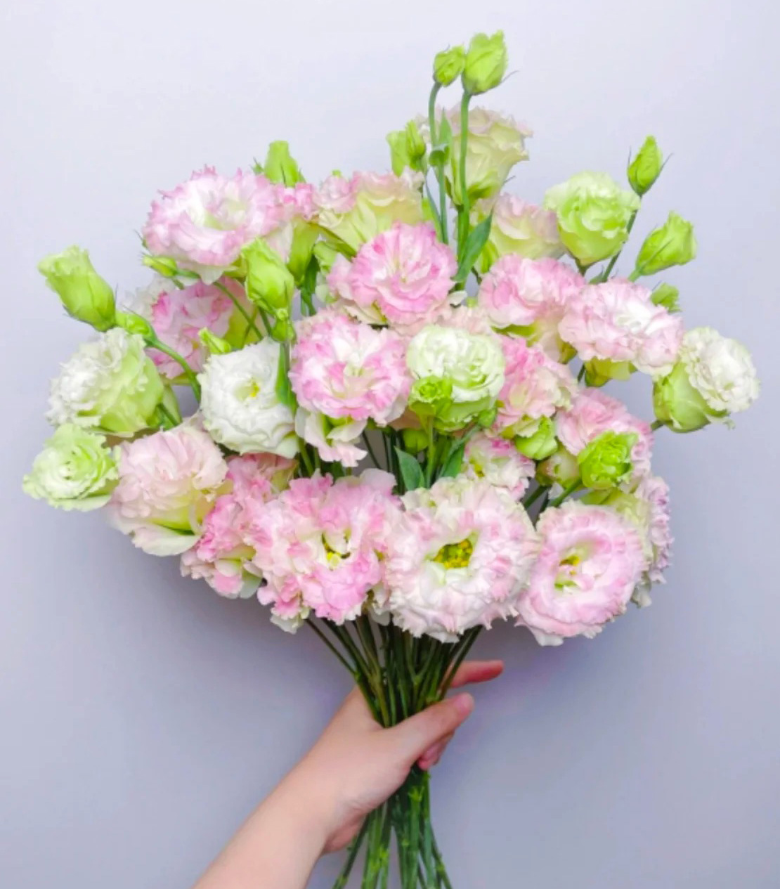 Ice Cream Eustoma