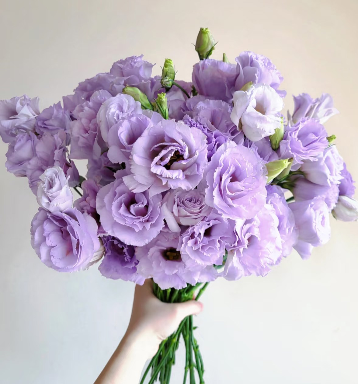 Lavender Eustoma
