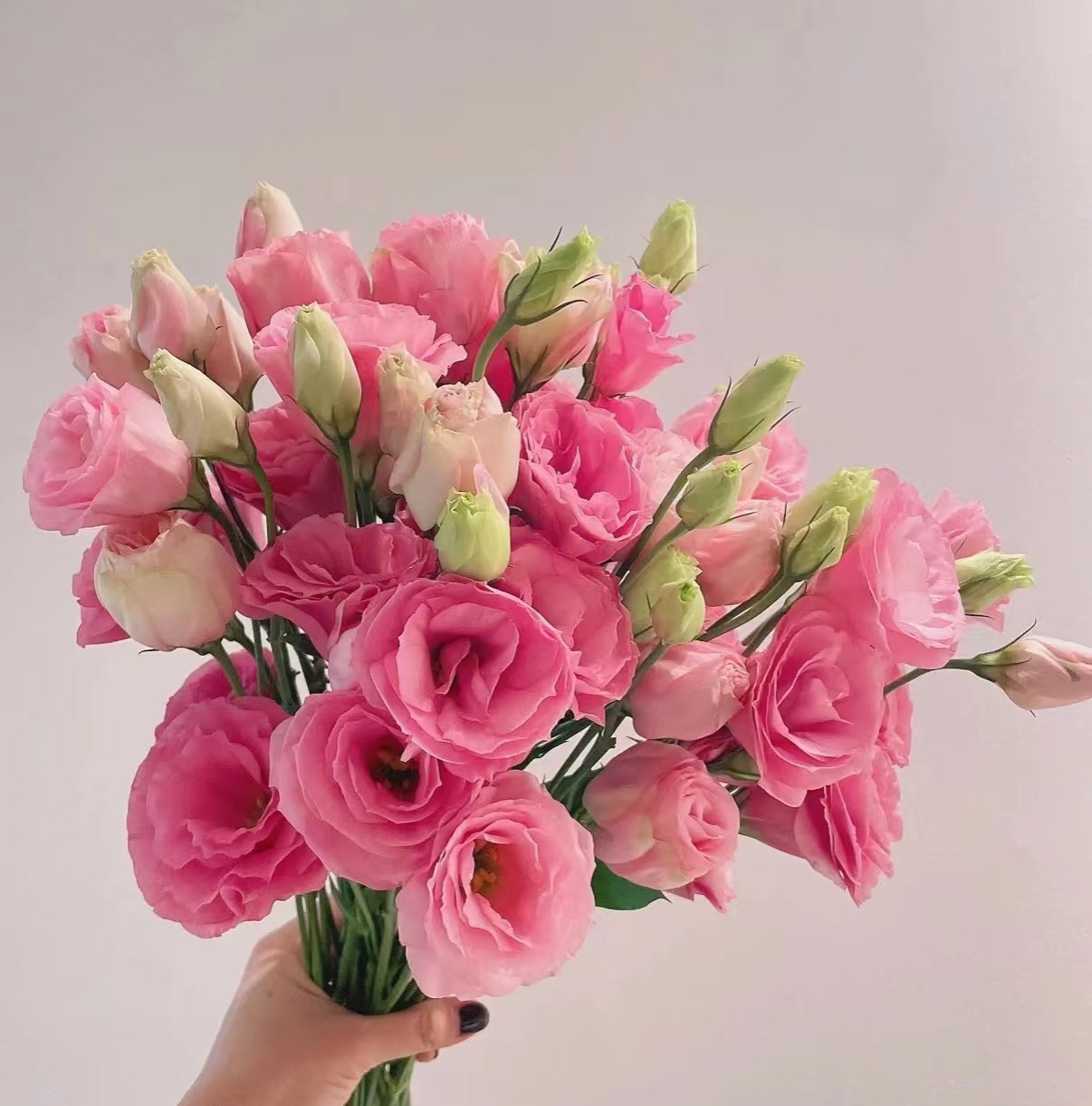 Pink Eustoma