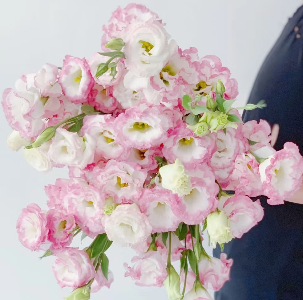 White Eustoma with Pink Edges