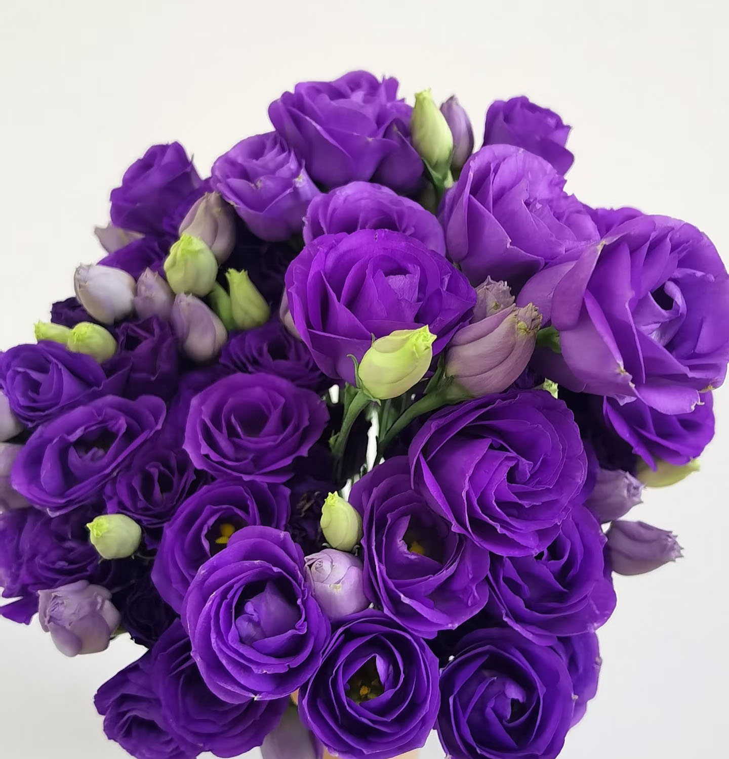Purple Eustoma
