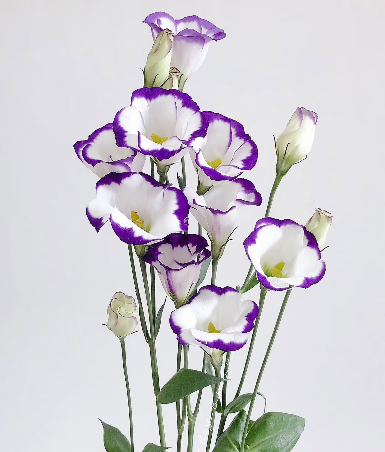White Eustoma with Purple Edges