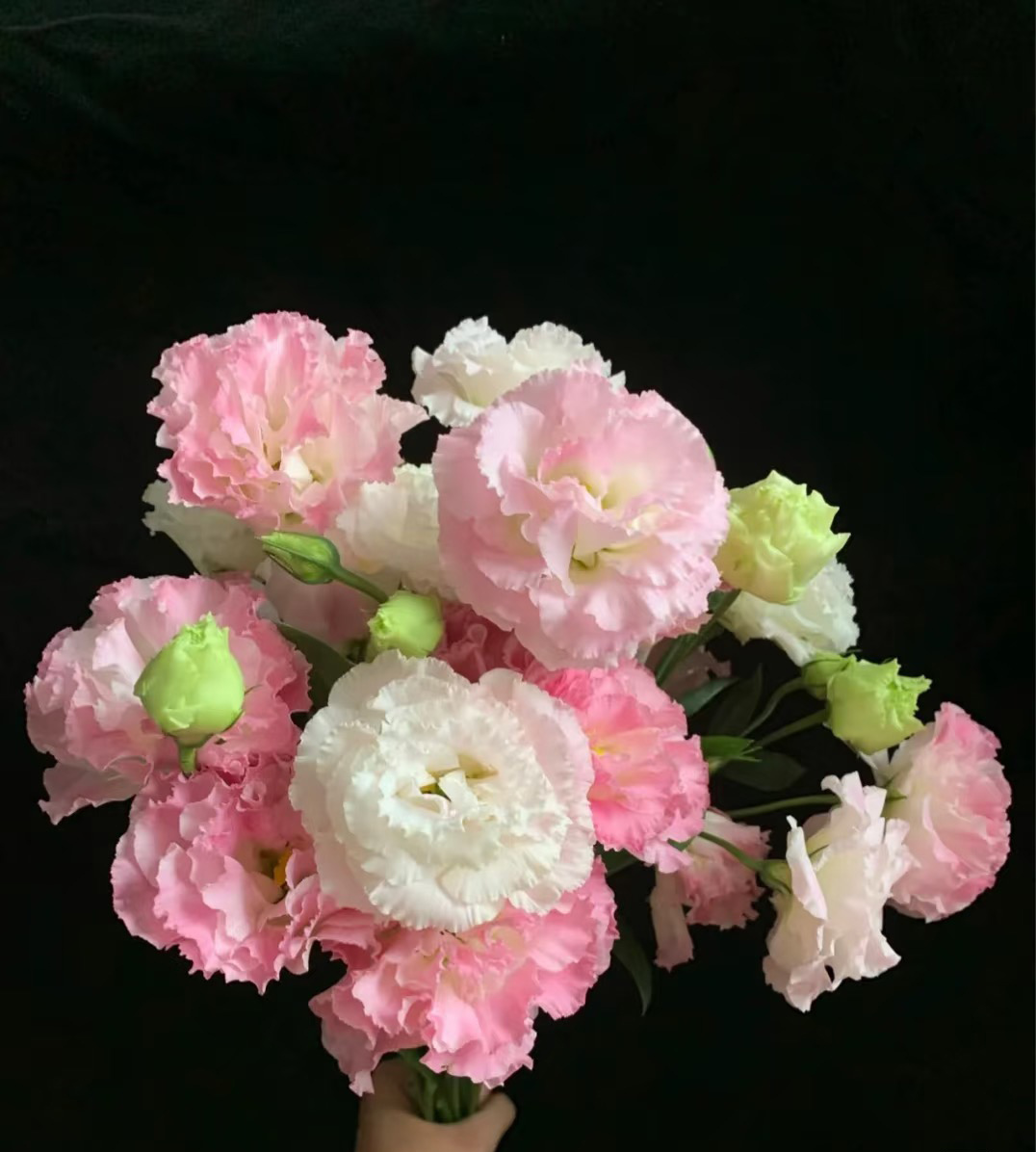 Light Pink Eustoma