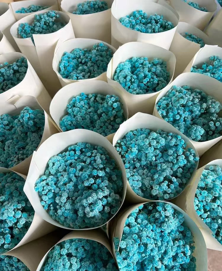 Blue Gypsophila