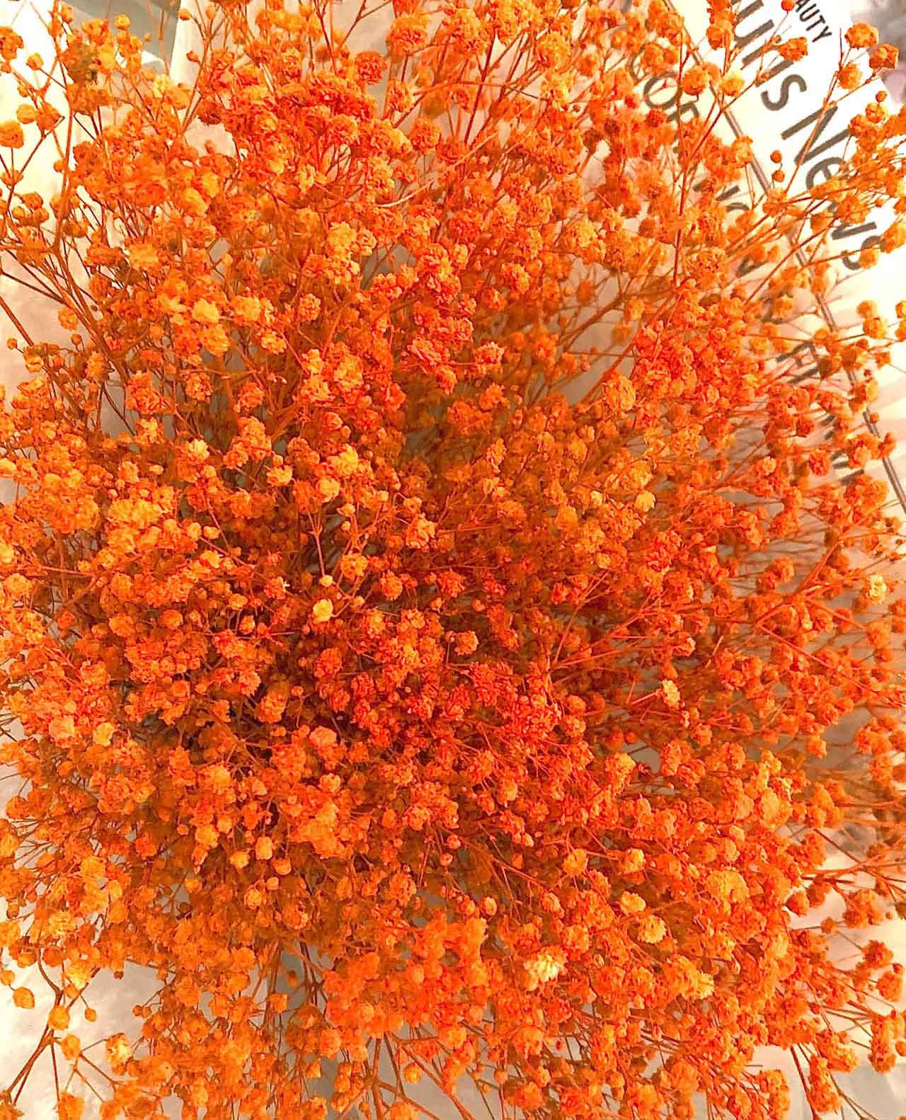 Orange Gypsophila
