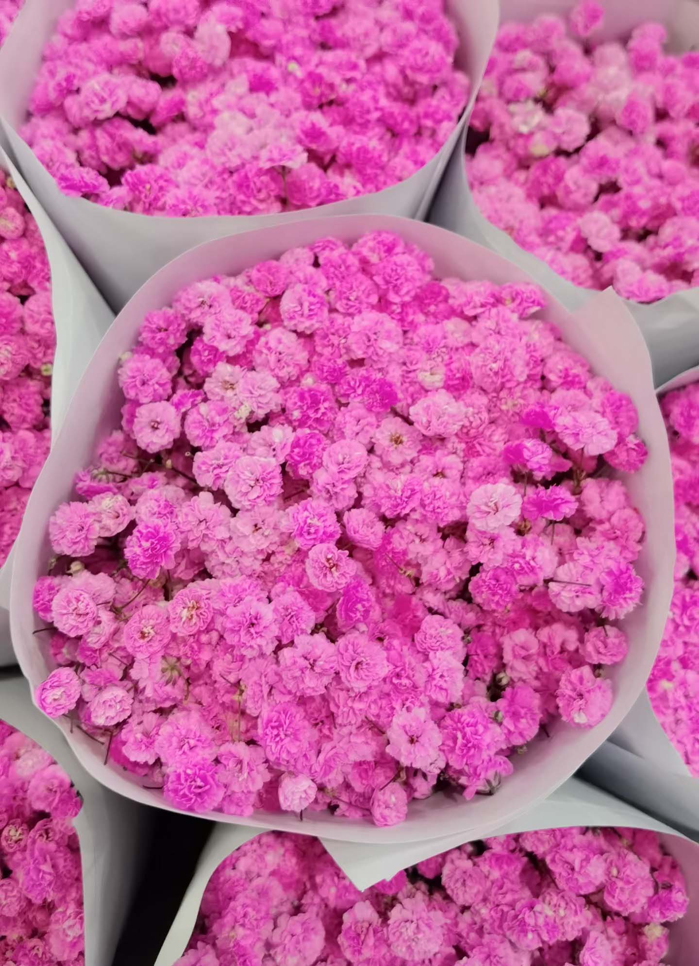 Pink Gypsophila