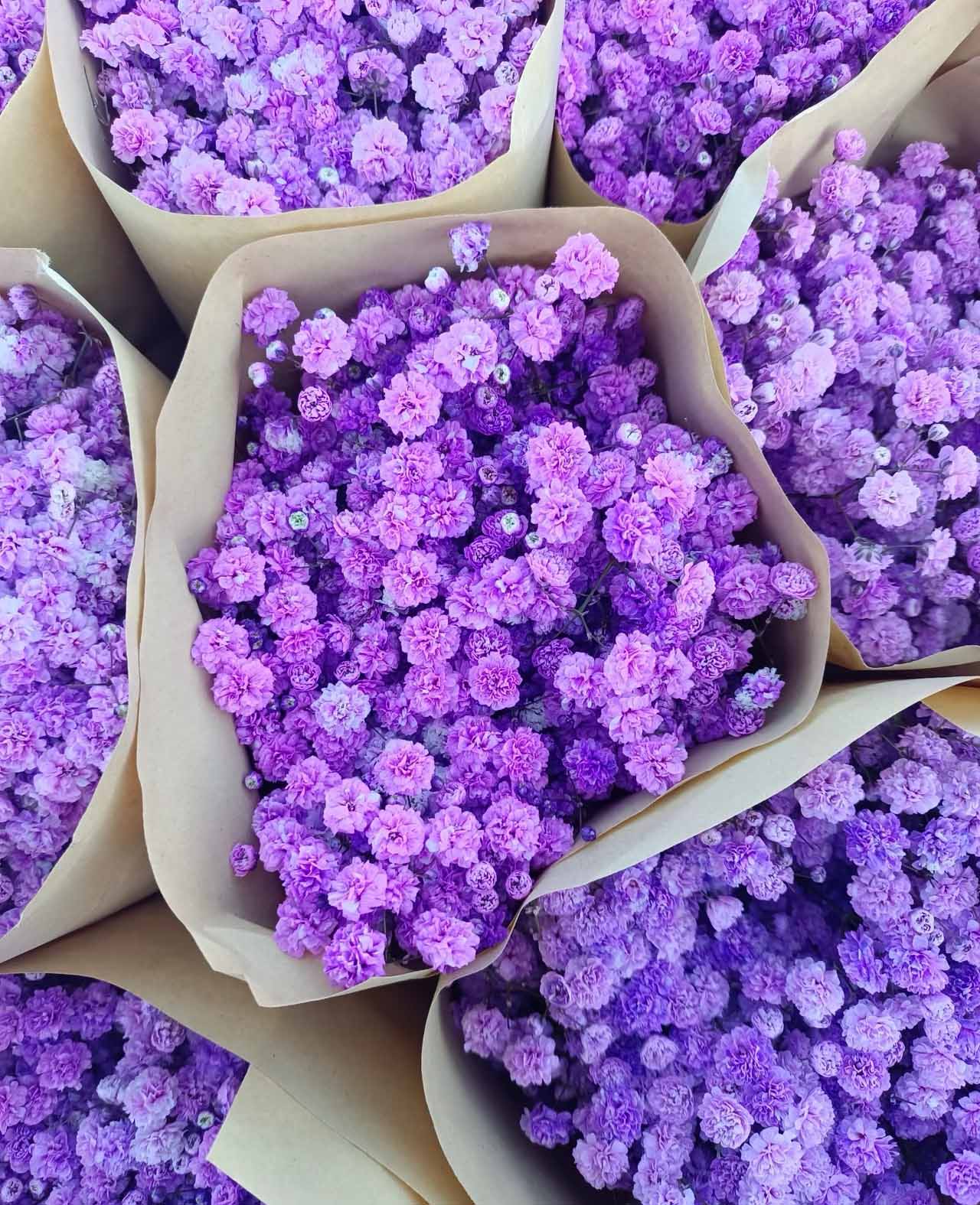 Purple Gypsophila