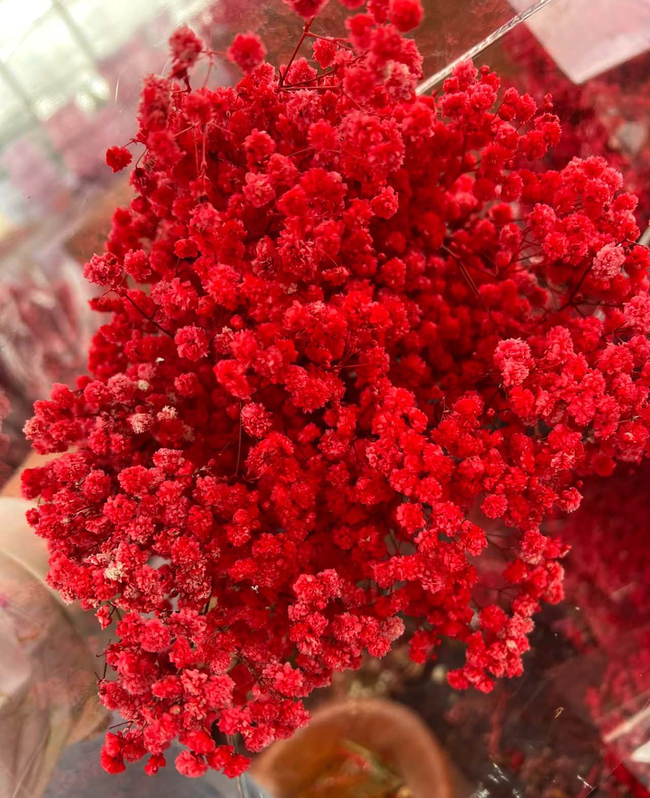Dried Flowers