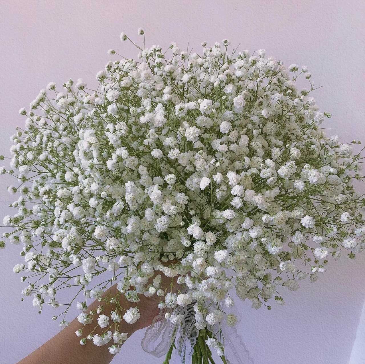 White Gypsophila