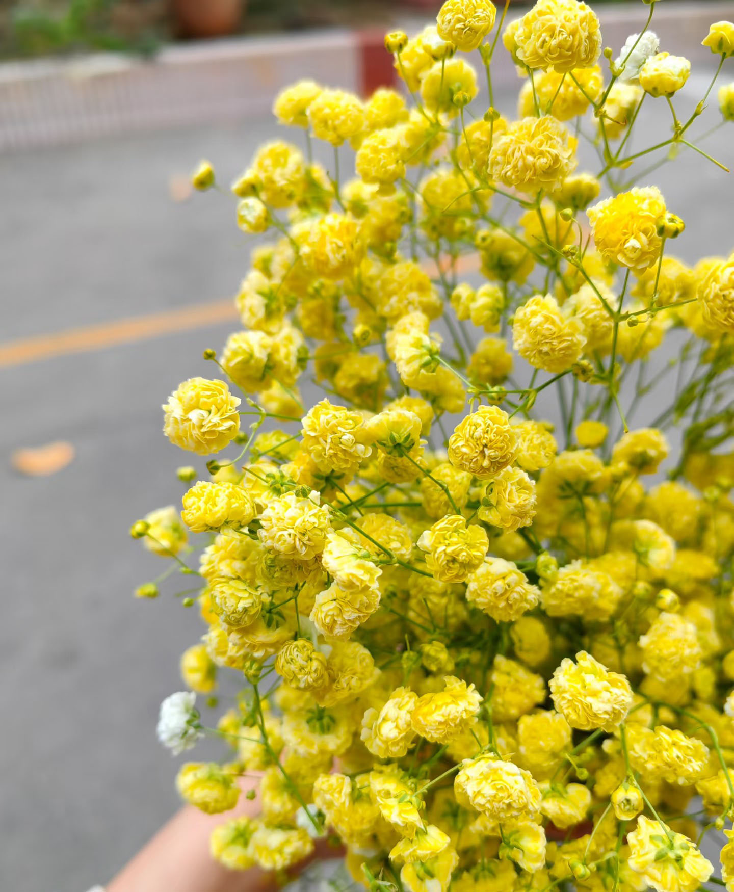Yellow Gypsophila