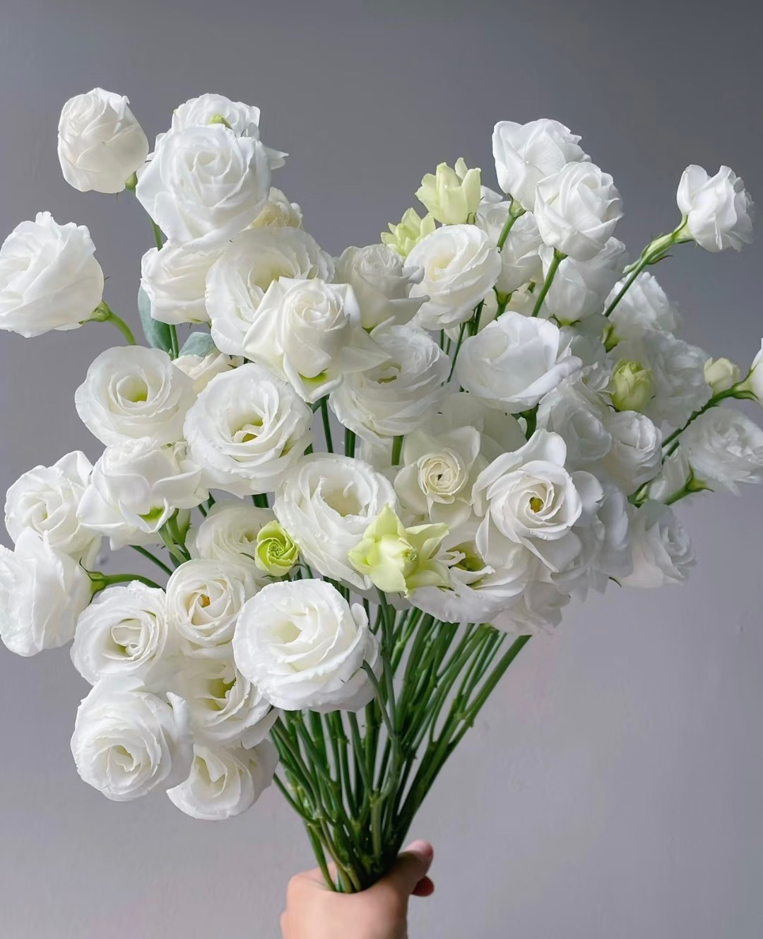 White Eustoma