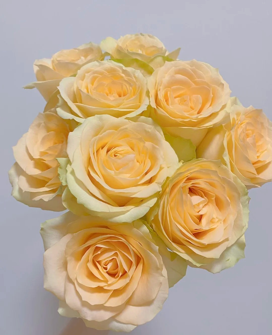Champagne Rose