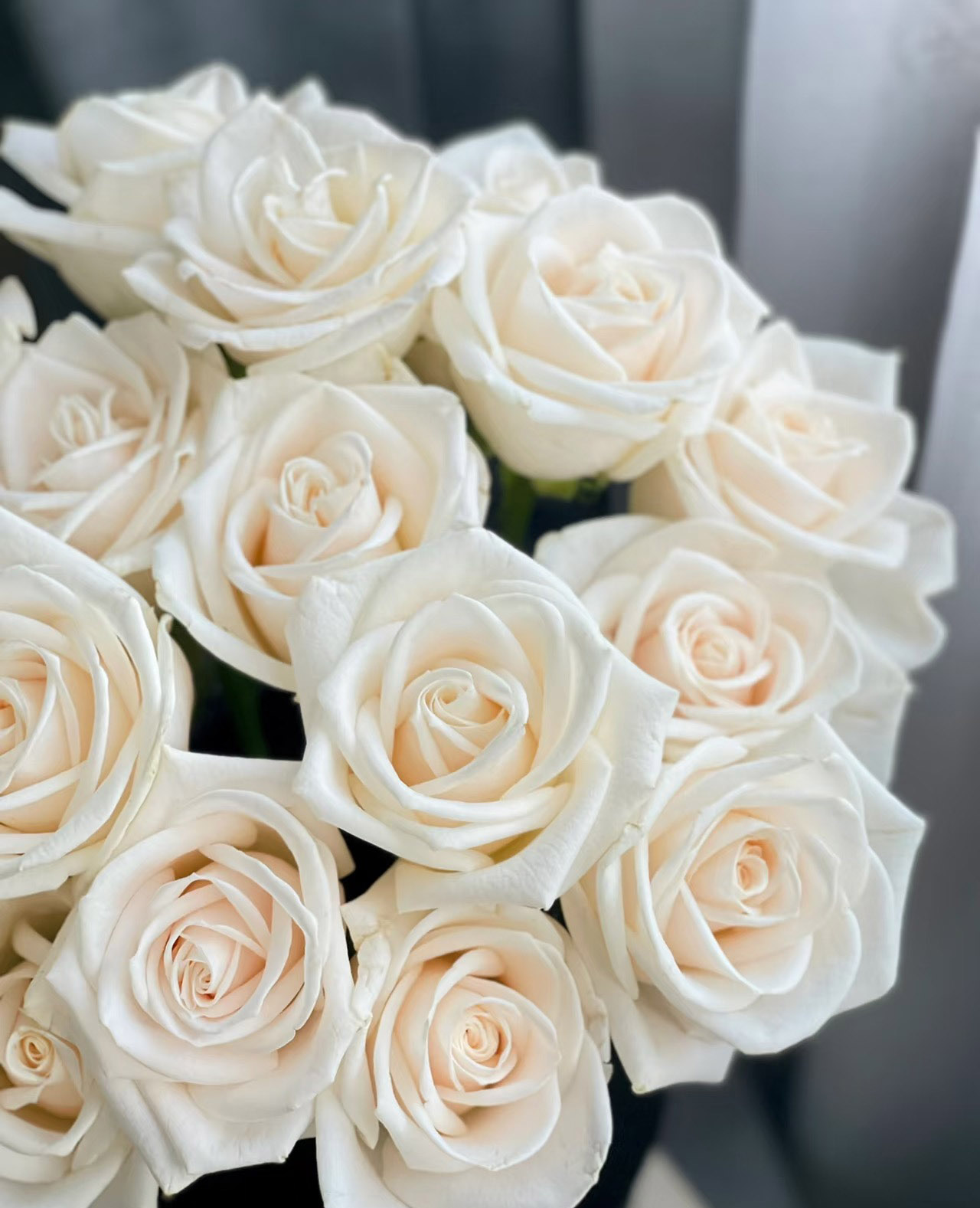 Fendra Rose