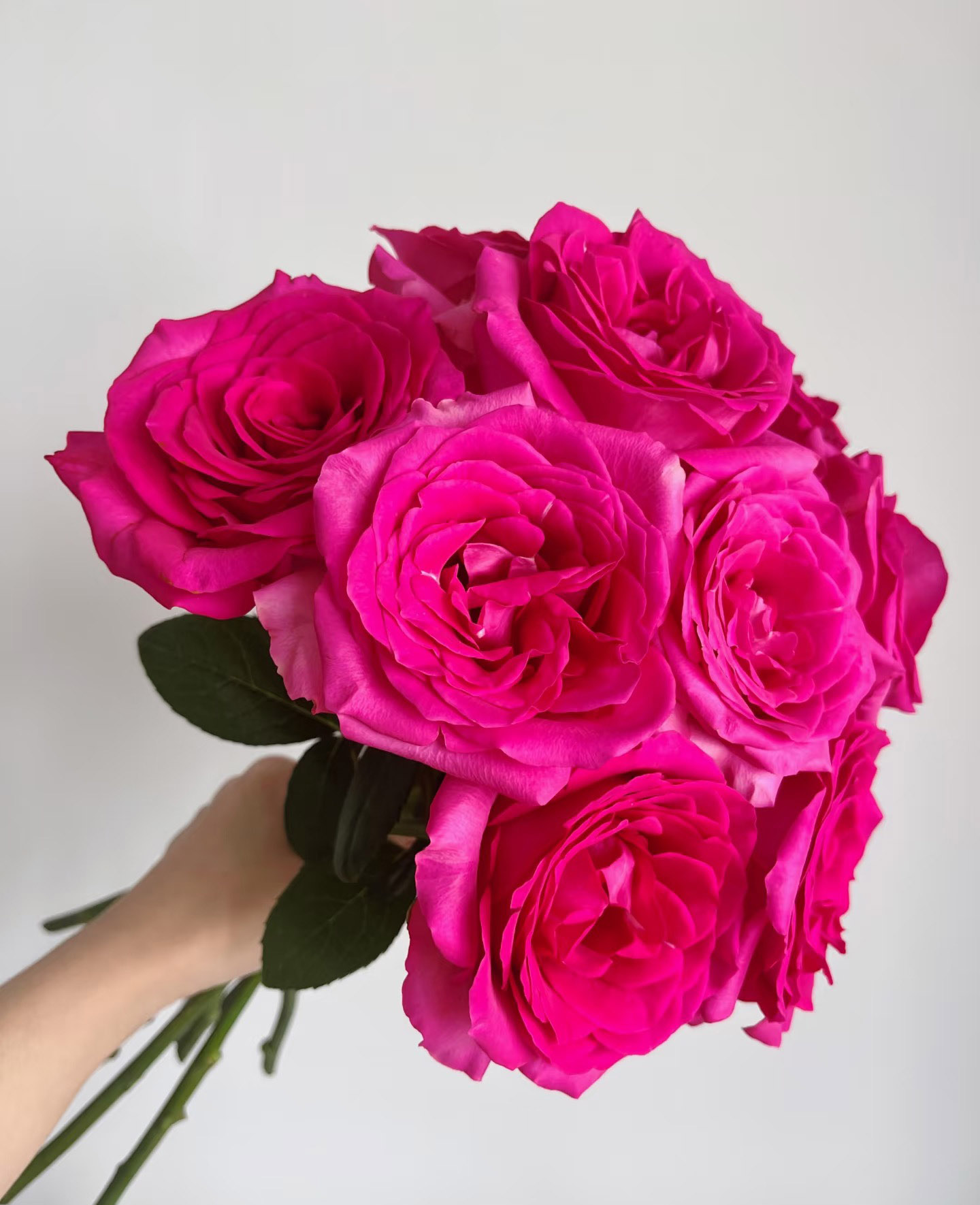 Freud Rose