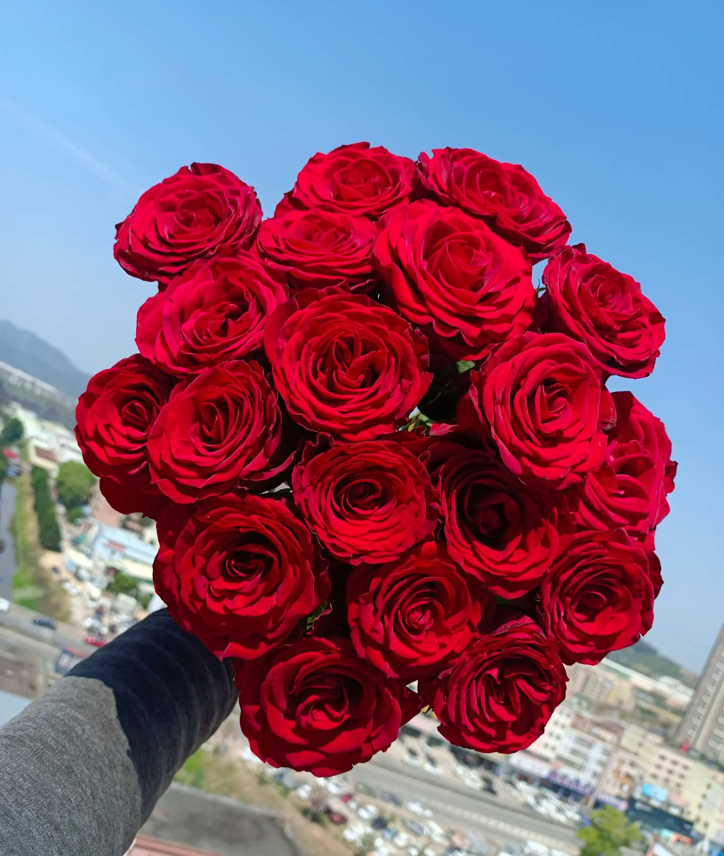 Highland Red Rose