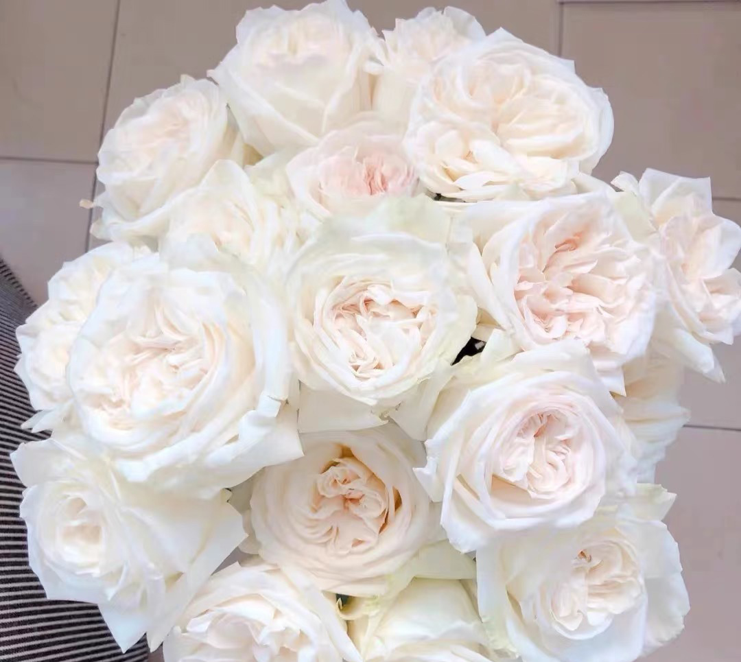 Litchie White Rose