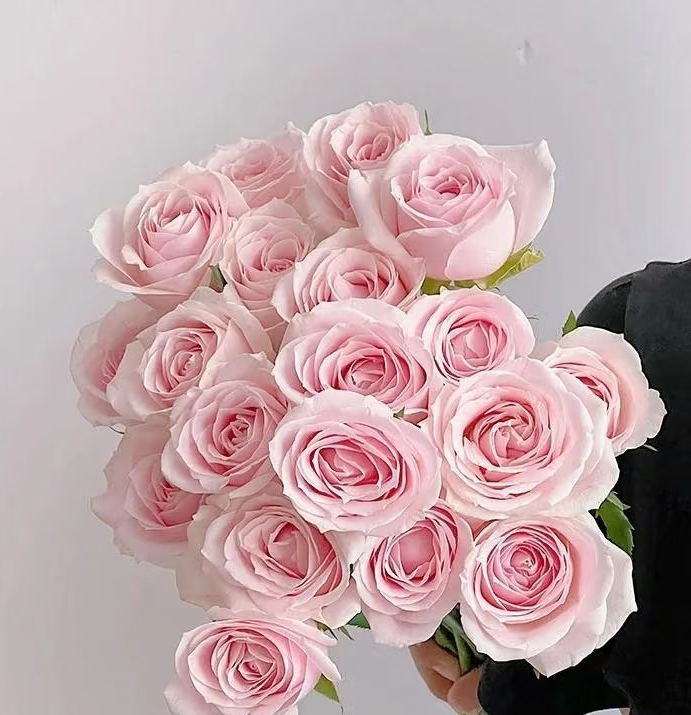 Pink Avalanche Rose