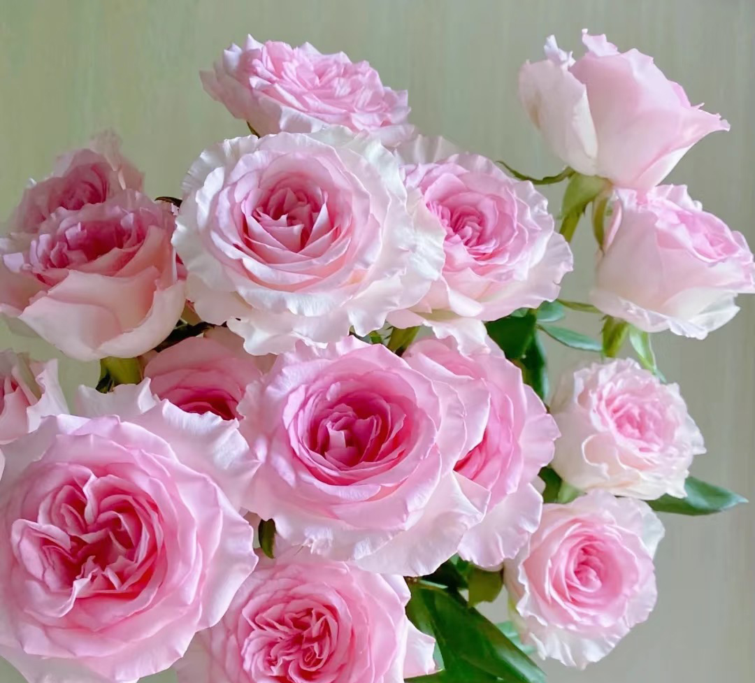 Rosella Rose