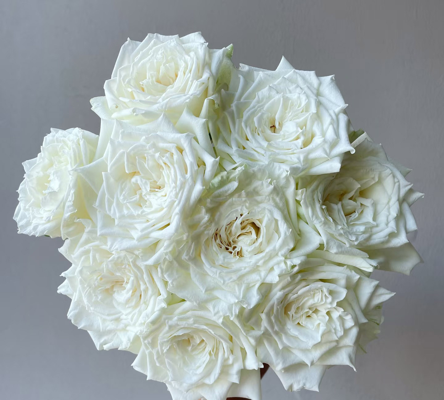 Tineke Rose