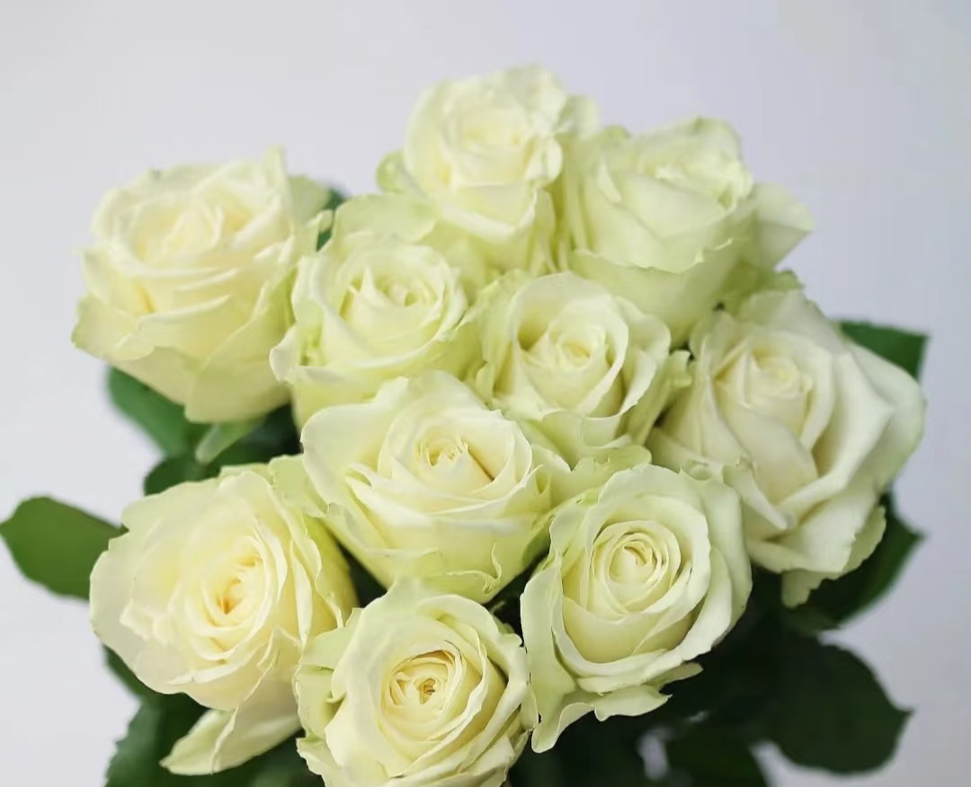 White Avalanche Rose