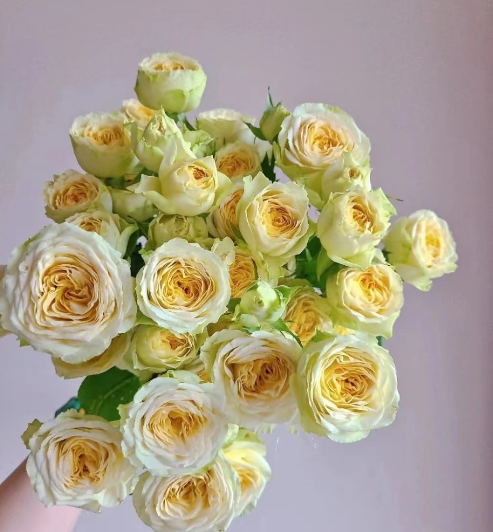 Avocado Spray Rose