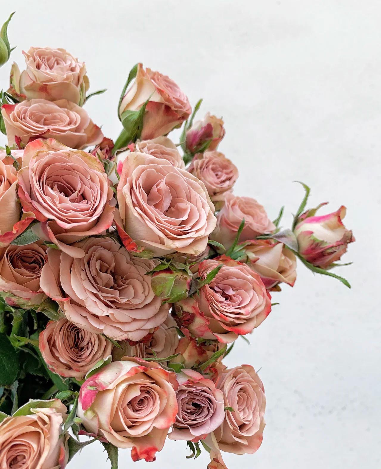 Cappuccino Spray Rose