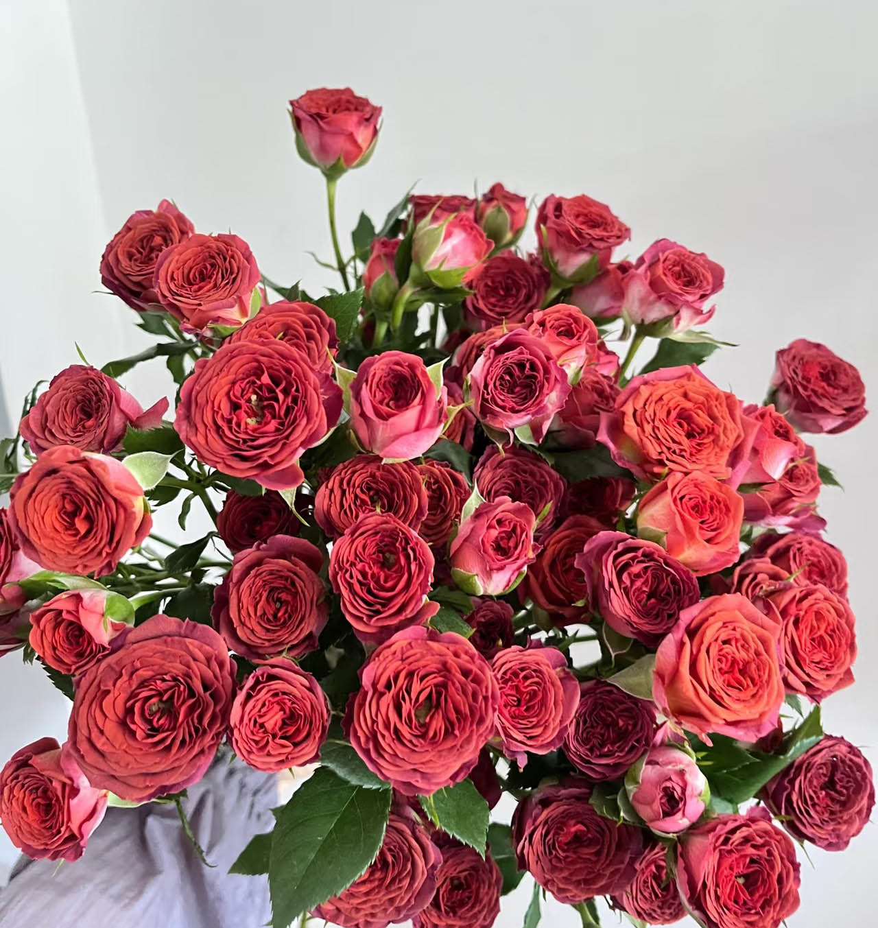 Chocolate Spray Rose