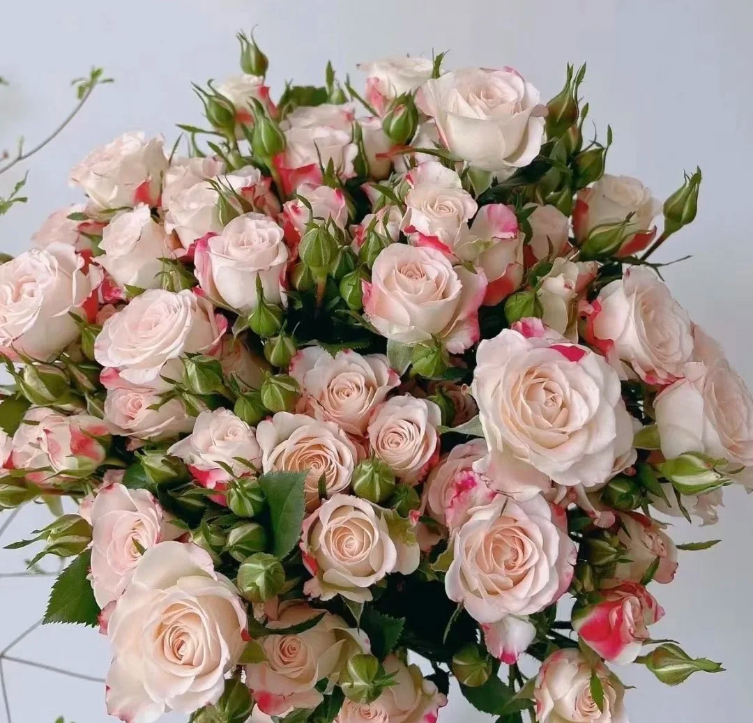 Cream Spray Rose with Pink Edges