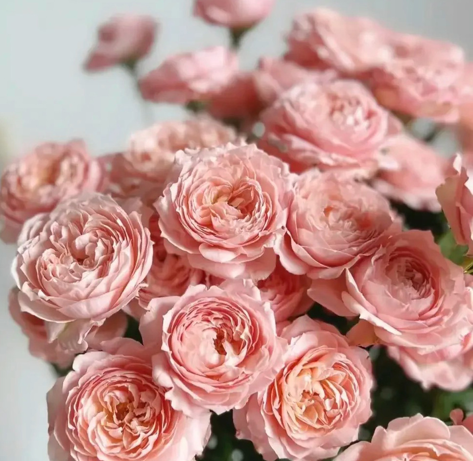 Juliet Tower Spray Rose