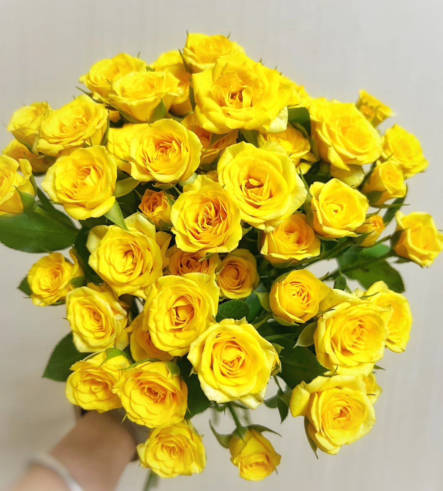 Mango Spray Rose