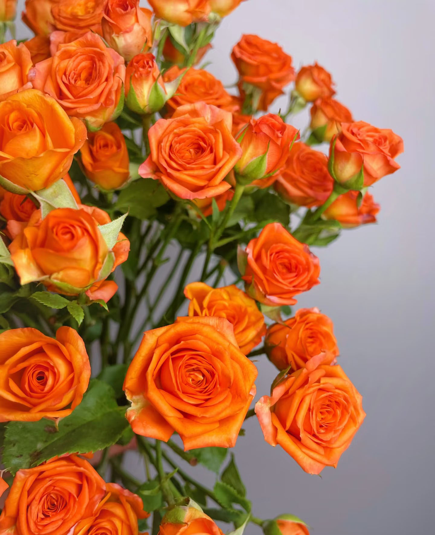 Orange Spray Rose
