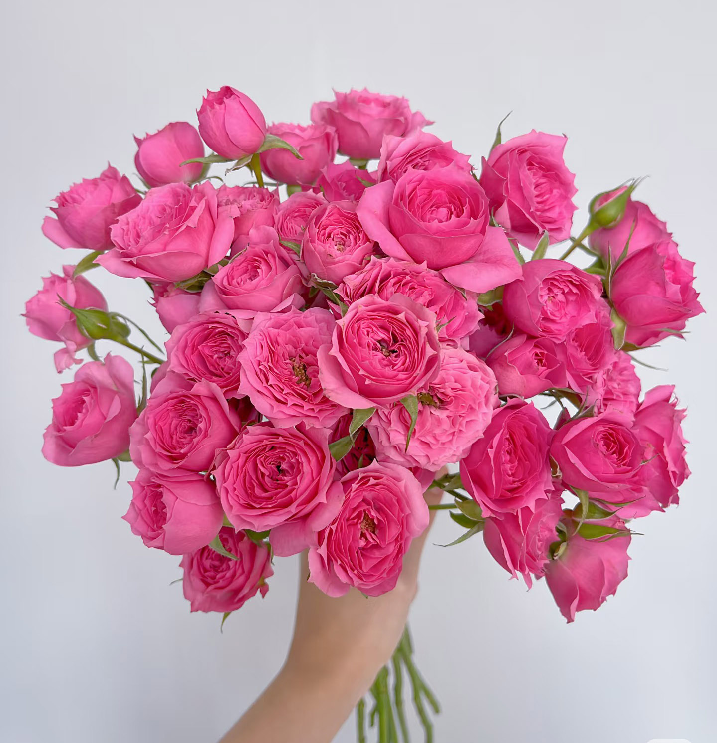 Raspberry Spray Rose