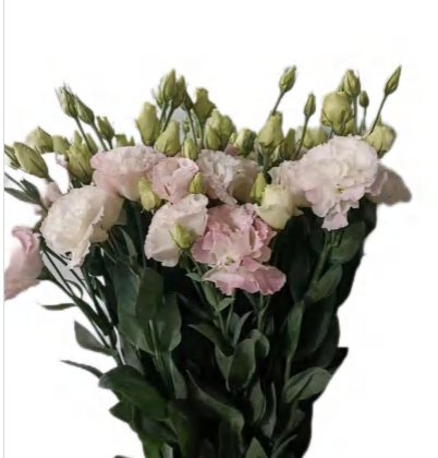 Pink Double Petal Eustoma