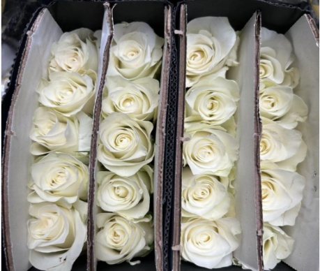 White Rose