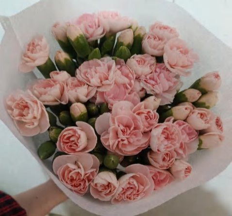 Pale Pink
