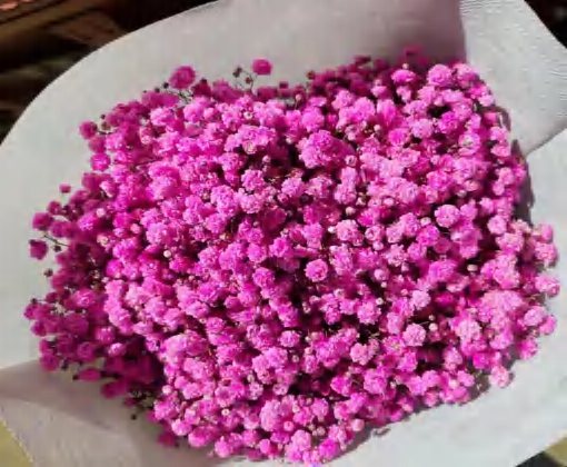 Fussia