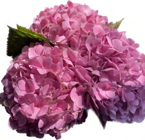 Dark Pink