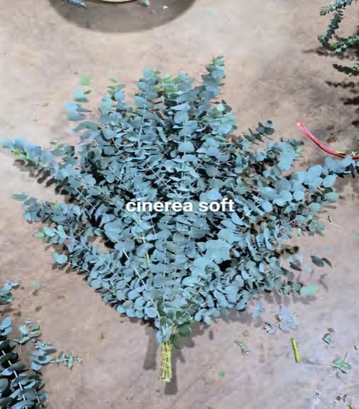 Cinerea Soft